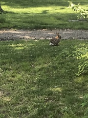 Sylvilagus floridanus