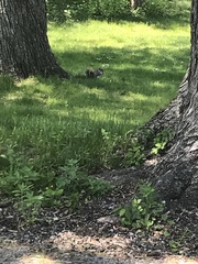 Sciurus carolinensis