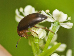 Anaspis flava