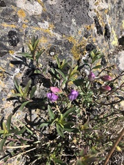 Penstemon fruticosus