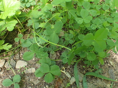 Trifolium stoloniferum
