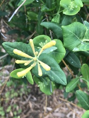 Lonicera sempervirens sempervirens