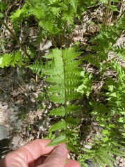 Dryopteris clintoniana
