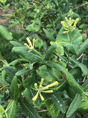 Lonicera sempervirens sempervirens