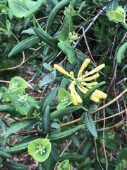 Lonicera sempervirens sempervirens