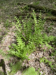 Dryopteris clintoniana