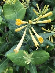 Lonicera sempervirens sempervirens