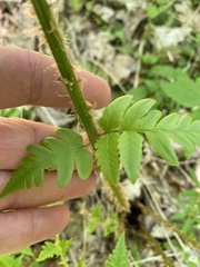 Dryopteris clintoniana