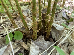 Dryopteris clintoniana