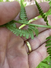 Dryopteris clintoniana