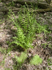 Dryopteris clintoniana