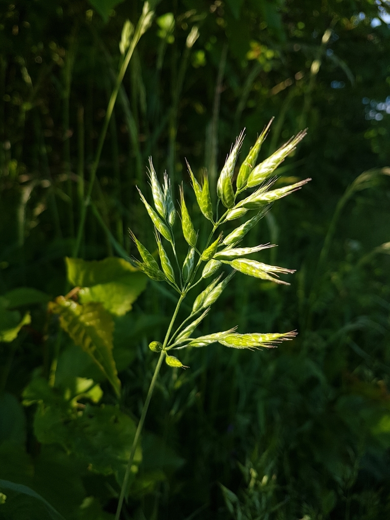 common soft brome (CNLM San Diego Plants) · iNaturalist