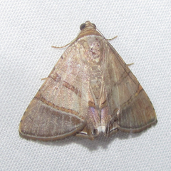Eulepidotis juncida