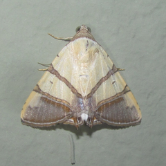 Eulepidotis juncida