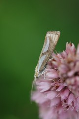 Catoptria conchella