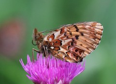 Boloria titania