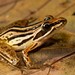 Striped Stream Frog - Photo (c) Tyrone Ping, some rights reserved (CC BY-NC), uploaded by Tyrone Ping