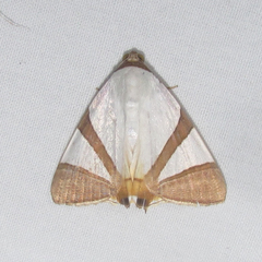 Eulepidotis rectimargo