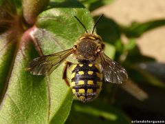 Anthidium loti