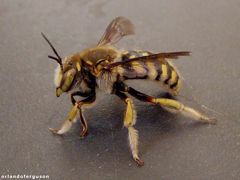 Anthidium loti