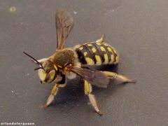 Anthidium loti