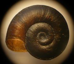 Planorbis carinatus