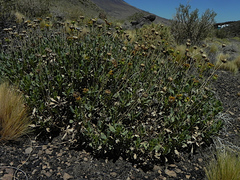 Grindelia chiloensis
