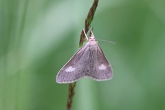 Udea alpinalis