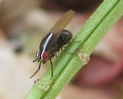 Poecilohetaerella dubiosa