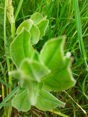 Angiospermae