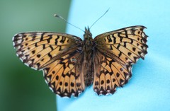Boloria titania
