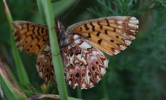 Boloria titania