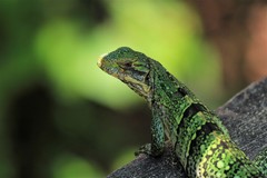 Ctenosaura similis similis