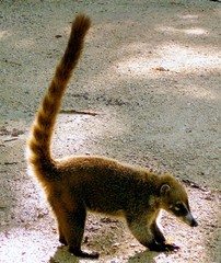 Nasua narica yucatanica