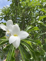 Plumeria pudica