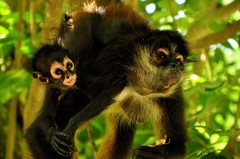 Ateles geoffroyi vellerosus
