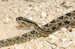 Crotalus tzabcan