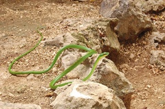 Leptophis ahaetulla