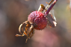 Rosa platyacantha