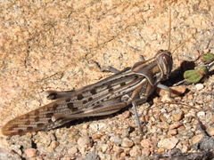 Schistocerca gregaria flaviventris