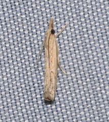 Fissicrambus profanellus