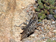 Schistocerca gregaria flaviventris