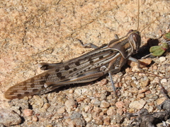Schistocerca gregaria flaviventris