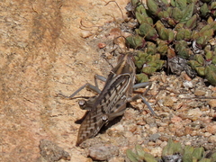 Schistocerca gregaria flaviventris