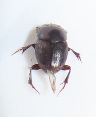Onthophagus vinctus