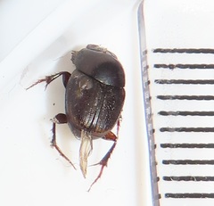 Onthophagus vinctus