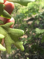 Andricus chinquapin