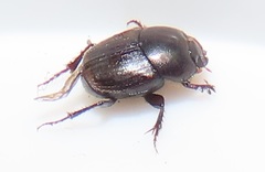 Onthophagus vinctus