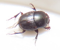 Onthophagus vinctus