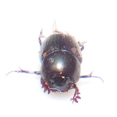 Onthophagus vinctus